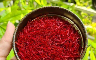 Cách Phân Biệt Saffron Bahraman Tây Á Chính Hãng Và Hàng Nhái